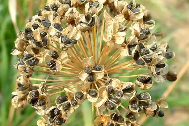 How is Leek Seed Extract used in herbal medicine?